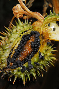 Erba del diavolo (Datura stramonium - semi)