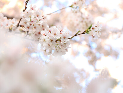 Como la flor del cerezo, también la vida humana es un florecer tan hermoso como breve