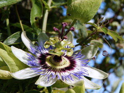 Flor de mburucuyá, planta trepadora de la familia de las pasifloráceas 