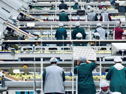 Amidst the operations of an apple processing company in Northern Italy, a sizable white machine adorned with vivid orange balls stands out