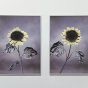 Viltė Bražiūnaitė and Tomas Sinkevičius, Honies, UV photography, Archival pigment print on Hahnemühle paper, 2021. Laurynas Skeisgiela / images copyright and courtesy of the artist and Galerija Vartai