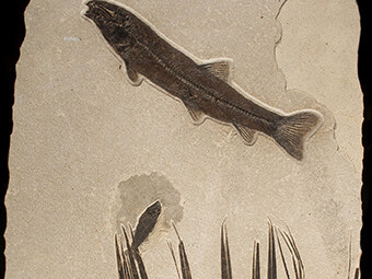 Fossils in Focus. Courtesy of Royal Tyrrell Museum