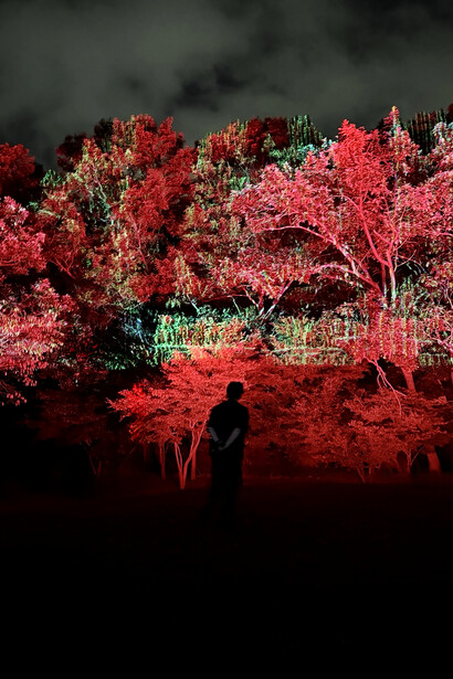 Cine forest: awakening bloom, exhibition view. Courtesy of Jinjoon Lee Studio