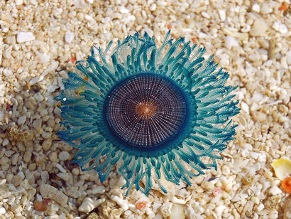 «Porpita porpita», cuyo hábitat son las aguas subtropicales y tropicales, pero que se ha vuelto más abundante a causa del calentamiento global