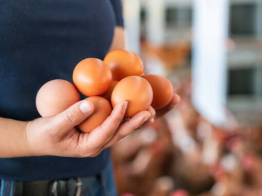 A farmer holding eggs at a poultry farm, illustrating factory farming and animal cruelty practices