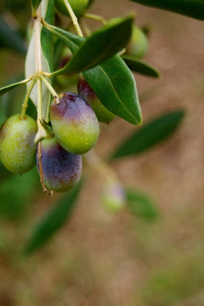 Olives