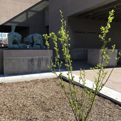 Tree of 40 Fruit. Courtesy of Everson Museum of Art