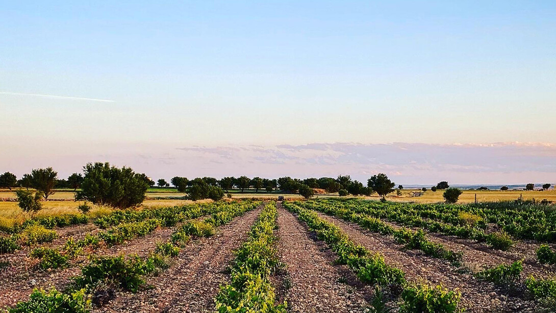 Campo de cultivo en Minaya, Albacete