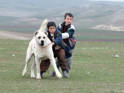 Sivas (2014), de Kaan Müjdeci