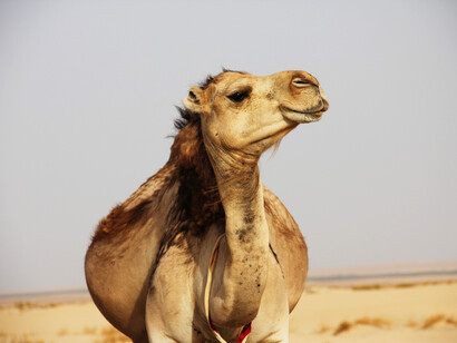 Desert
