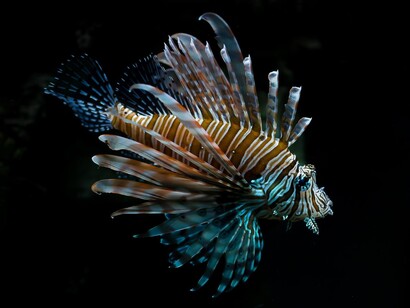 Le istruzioni che provengono al pesce dal suo passato filogenetico non devono essere tanto dissimili dai nostri imperativi etici