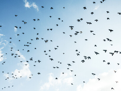 Una bandada de palomas atraviesan el cielo, símbolo de libertad