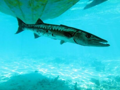 Los peces, acostumbrados a la presencia de los barcos