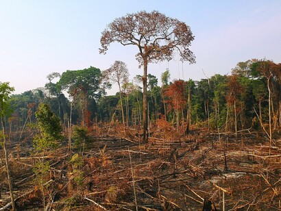 Área de floresta derrubada e queimada e vista na zona rural do município de Apuí, Amazonas. Foto: Bruno Kelly/Amazônia Real