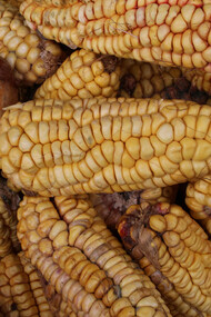 Mr. Hunter and corn, 2014  