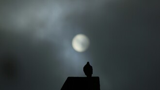 Le parecía que exageraba; se preguntaba si, lejos del arranque de creatividad, se encontraría, fresca, en las mismas condiciones de contemplarse armoniosa y deslumbrante