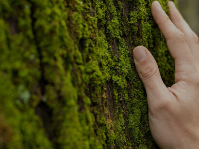 A hand gently touching the soft moss growing on a tree trunk