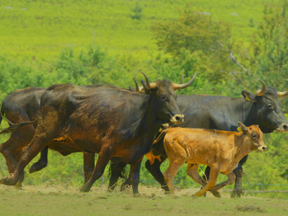 Wild animals: the absurdity of rewilding lies in revolting against the idea that non-humans don't have as many claims to meaning and existential realisation as humans do