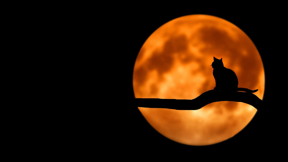 Gato sentado em galho de árvore sob o luar