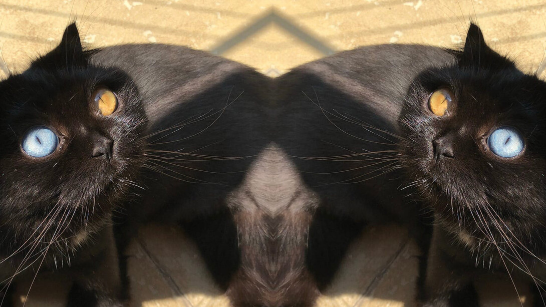 No sé qué quiere decir que dos gatos negros con heterocromía te observen con fijeza