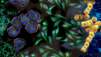 Cell Growth and Differentiation
