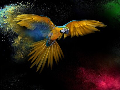 Hear the chirping of the parrots