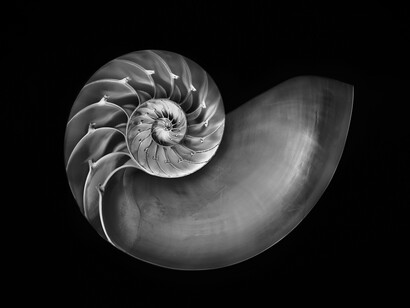 Nautilus
