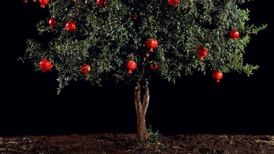 Into the Woods. Courtesy of Victoria and Albert Museum