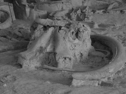 Resti di Palaeoloxodon antiquus, custoditi nel Museo Paleontologico di Polledrara di Cecanibbio