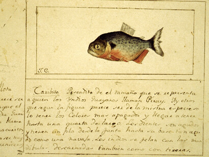 Caribito, dibujo Juan de Dios Castel y descripción de Löfling