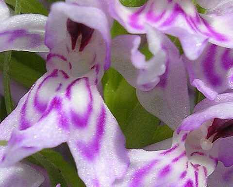 Botany collections. Courtesy of Natural History Museum 