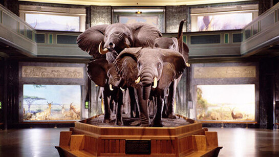 Akeley Hall of African Mammals. Courtesy of American Museum of Natural History