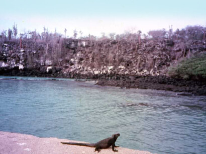 Galápagos, Santa Cruz, iguane marine
