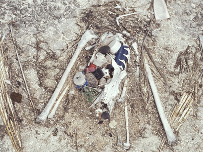Restos de un albatros muerto tras ingerir plástico