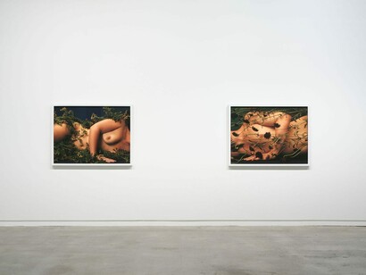 Ann Shelton, i am an old phenomenon, exhibition view. Courtesy of Two Rooms
