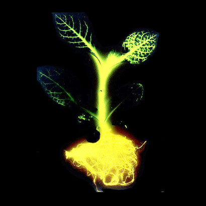 Synthetic biologic system