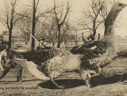 Fake! Courtesy of Rijksmuseum