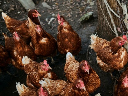 Poultry farm with live chickens