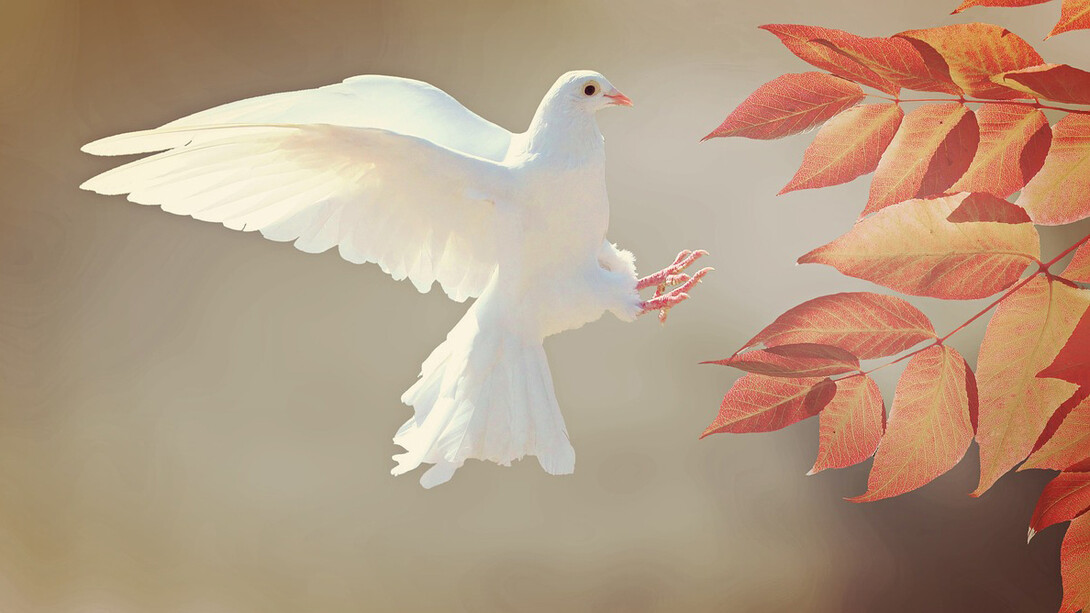 Peace: reflections on how to achieve peace are missing from official European statements