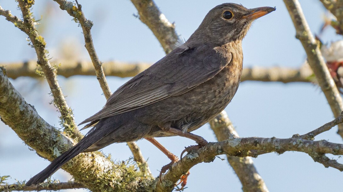 Tordo. Lo stordimento implica comunque possedere le ali, assegnarsi la possibilità di compiere un volo
