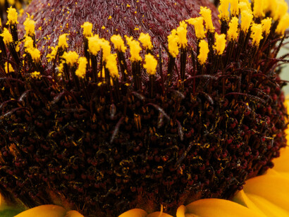 Close-up of the pistil of rudbeckia hirta