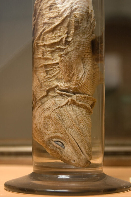 Reptiles and Amphibians Gallery. Courtesy of Museo di Storia Naturale