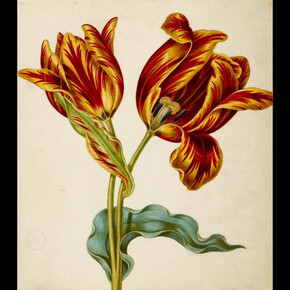 Maria Sibylla Merian. Courtesy of Museum Städel