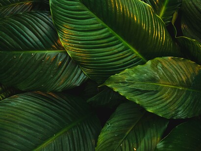 Abbandonare il superfluo a favore di un mondo più green