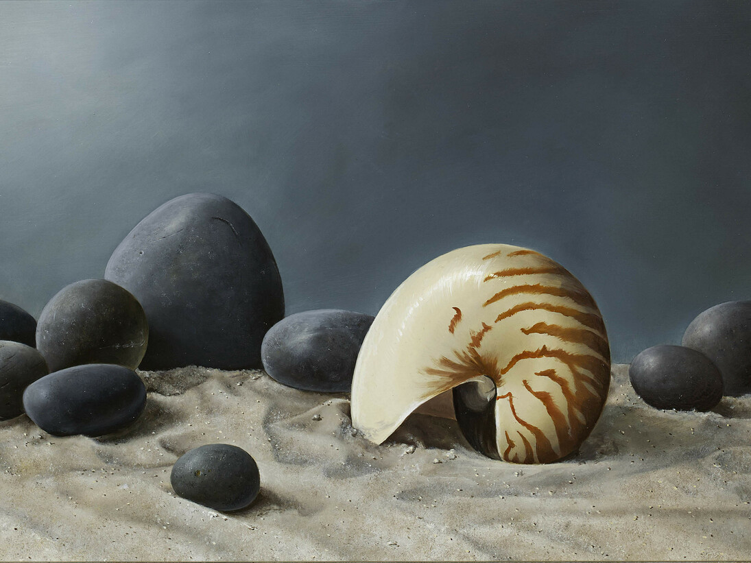 Johan De Fre, 7.	Nautilus washed up, oil on panel, 12 x 20 ins (30 x 51 cms)