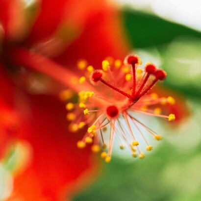 Fiore di ibiscus, uno degli ingredienti utilizzati nei prodotti Eywa 