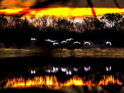 Garças no voo em bando