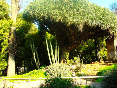 La Dracaena Draco, una pianta tropicale con foglie a forma di lancia e fiori bianchi