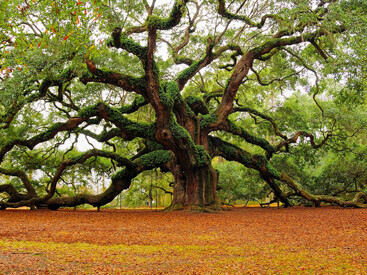 Una quercia monumentale