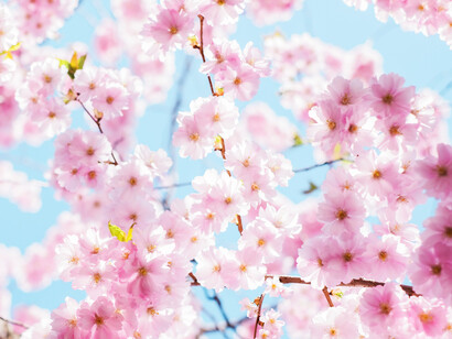 Cerezos en flor a plena luz del día en Estocolmo, Suecia